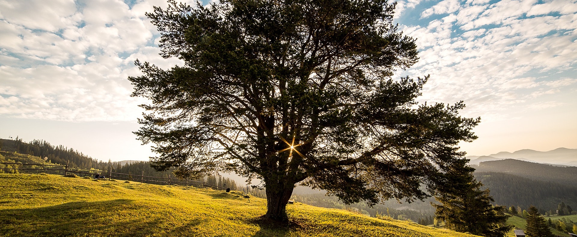 Árbol